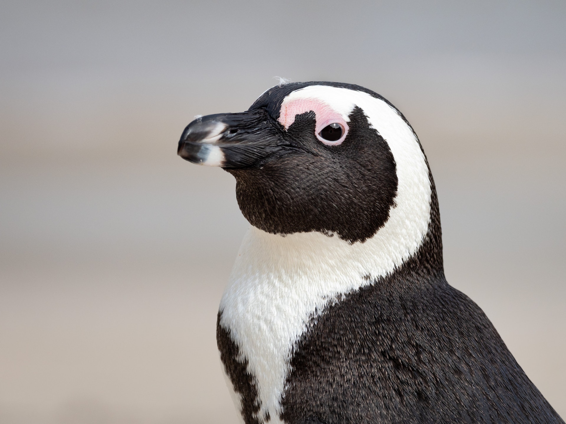 Black and white penguin