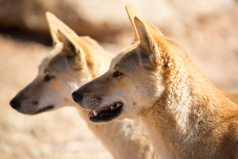 Wild dingoes