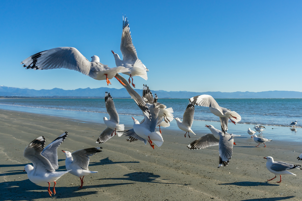 Flying seagulls
