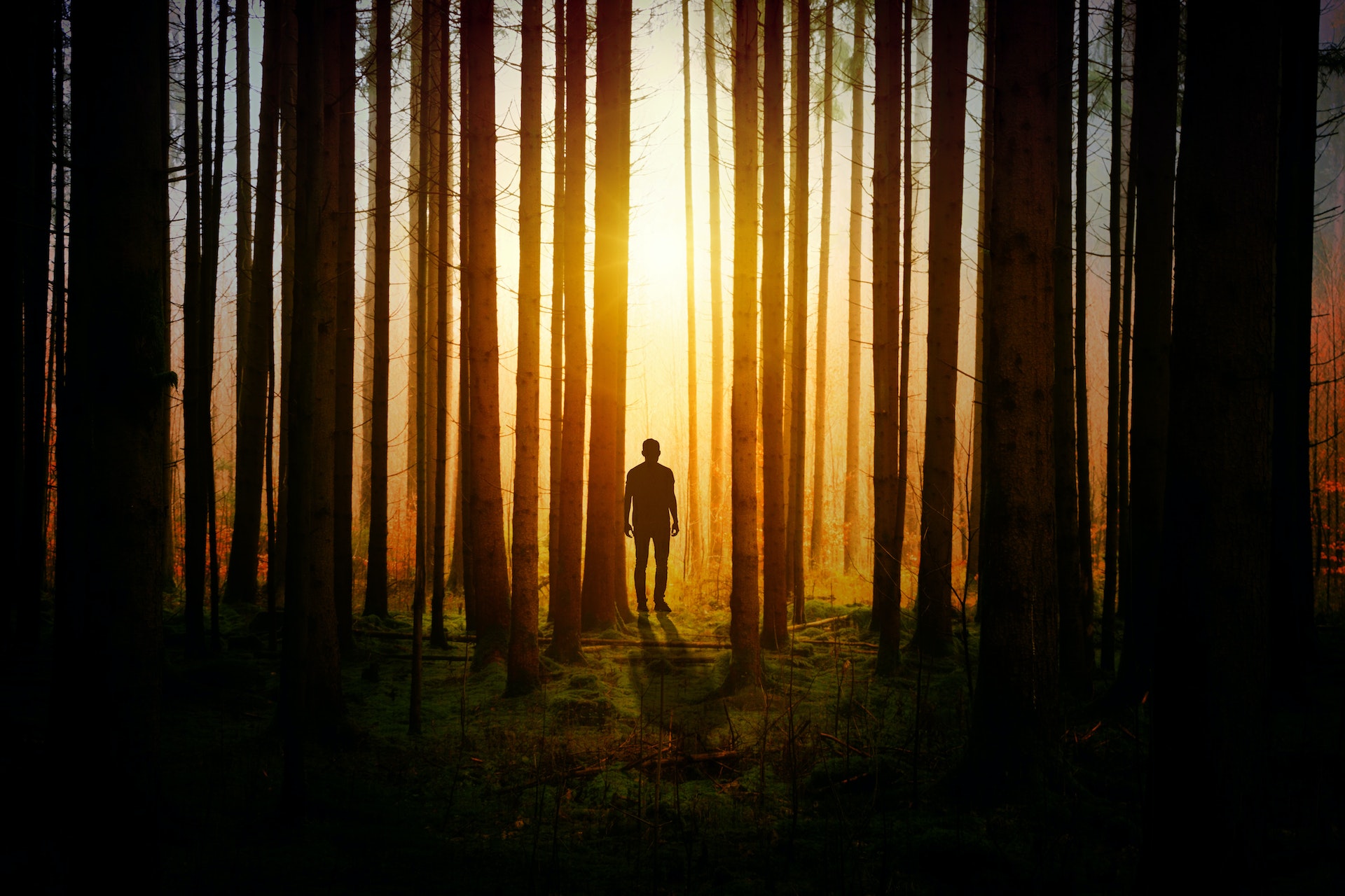 Silhouette of a Man in the wood