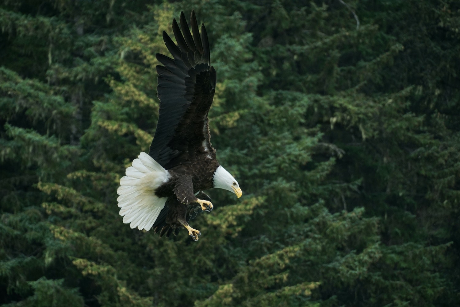 Bald Eagle Flying