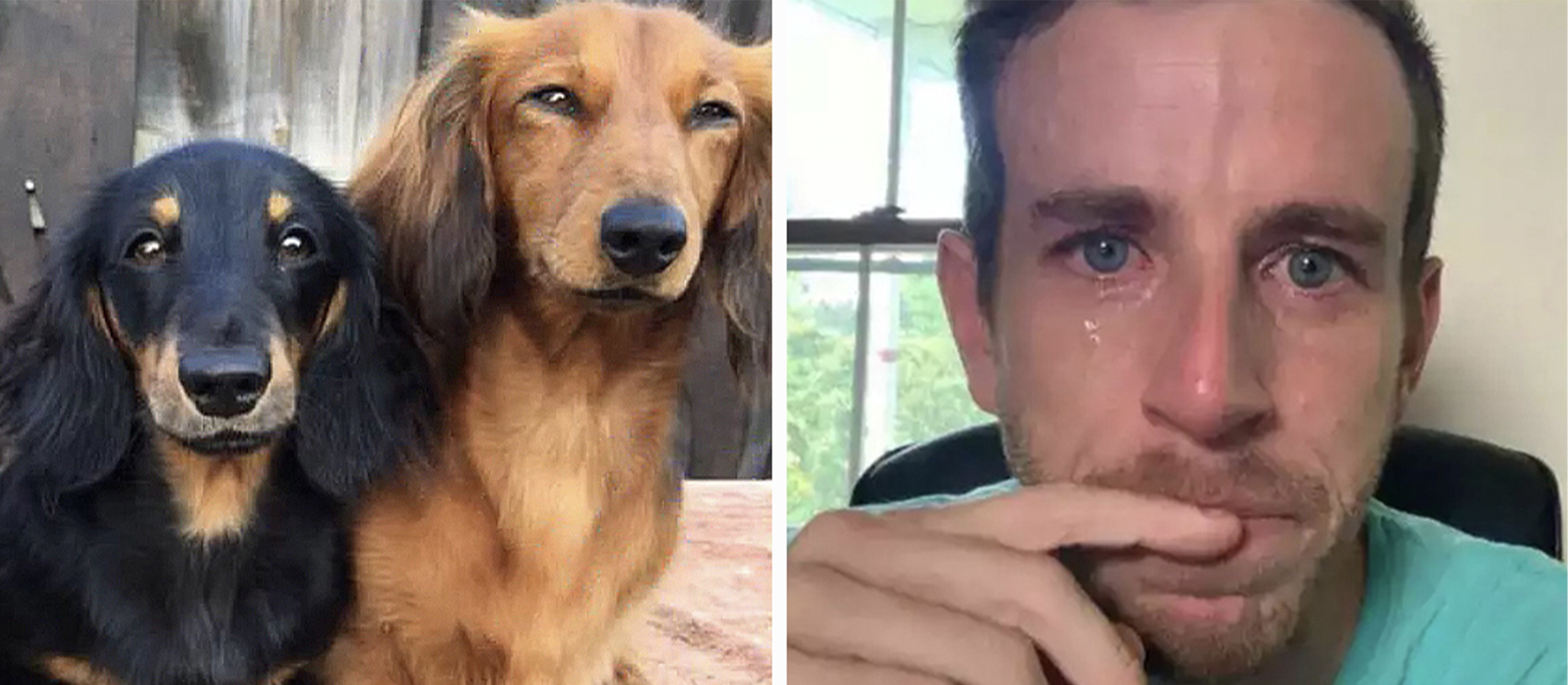 These Animals Changed Lives