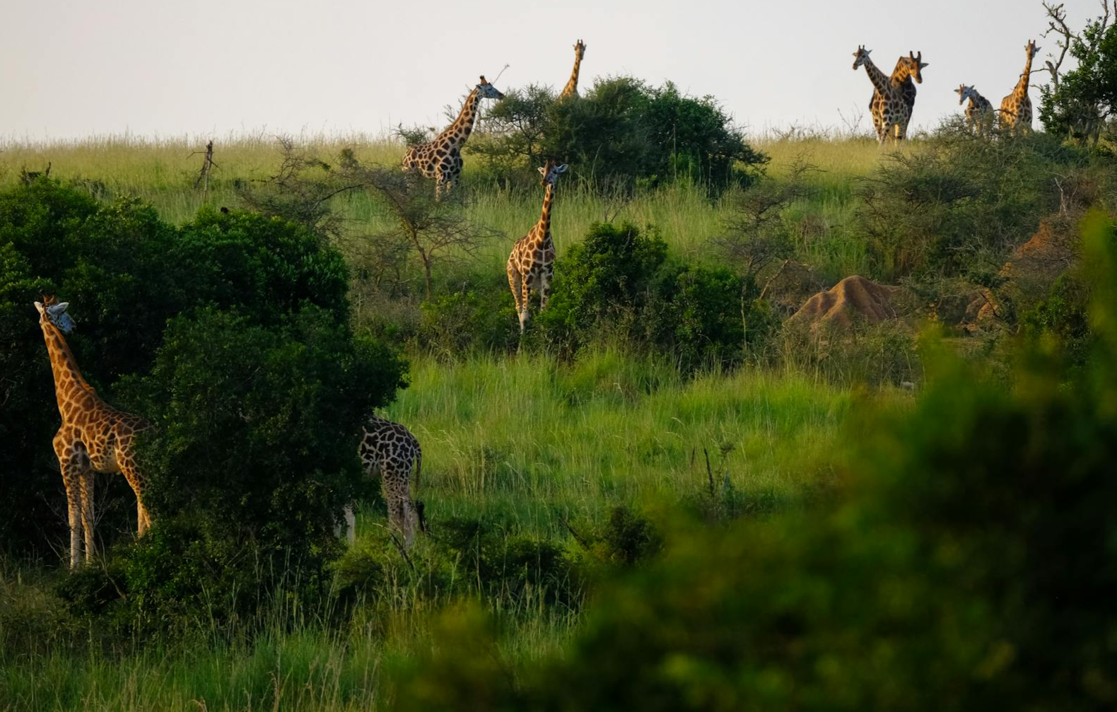 giraffes standing on grass field surrounded by plants