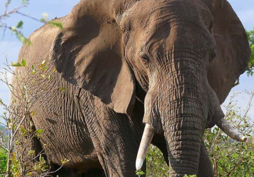 African Elephant walking, surrounded by green bushes