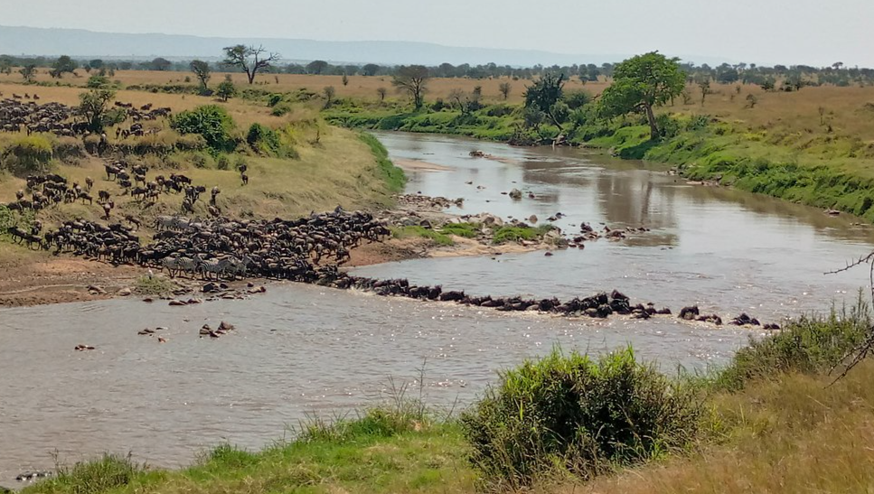 Great Migration, a natural movement of big animals in Kogatende, Serengeti