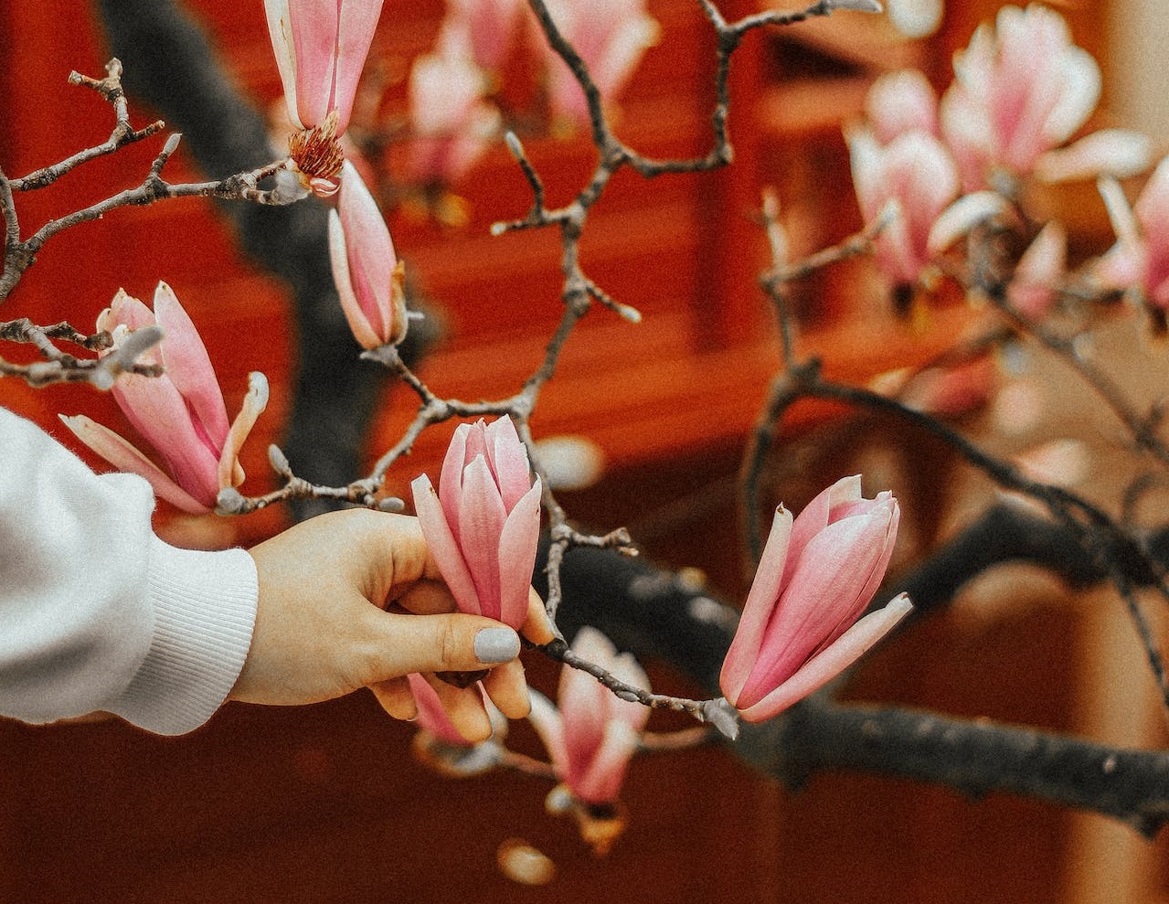 Woman touching magnolia flower