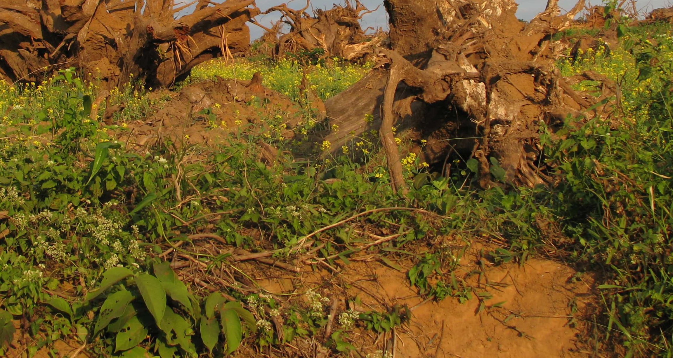 Global Warming Facts