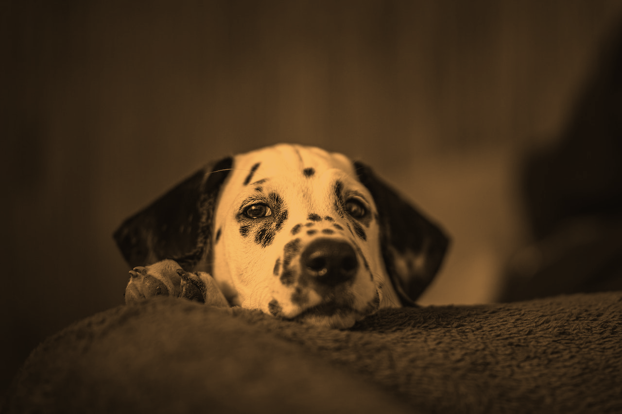 A Dalmatian dog is looking sad.
