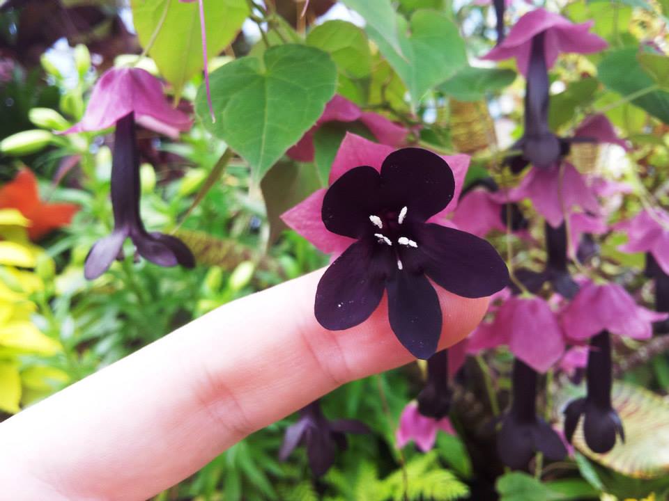 Photo of a Rhodochiton astrosanguineum flower from underneath