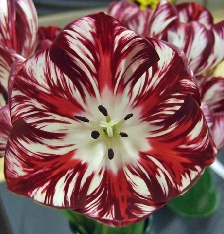 tulip mania