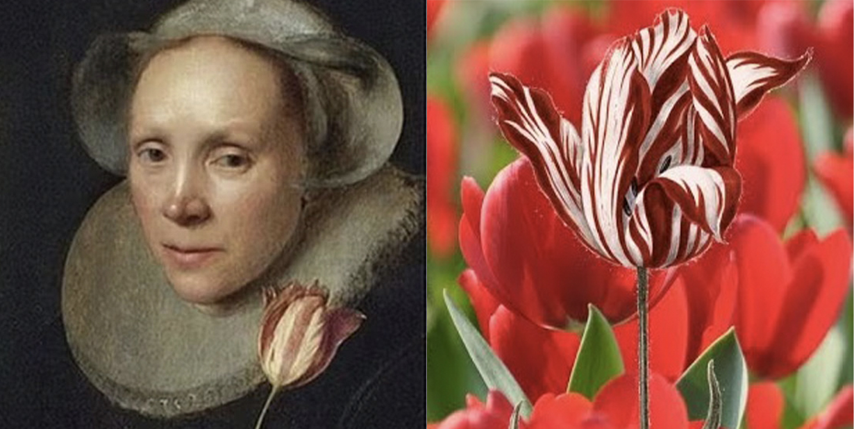 tulip mania