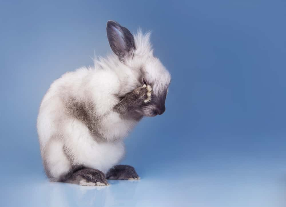 rabbit washing on blue background