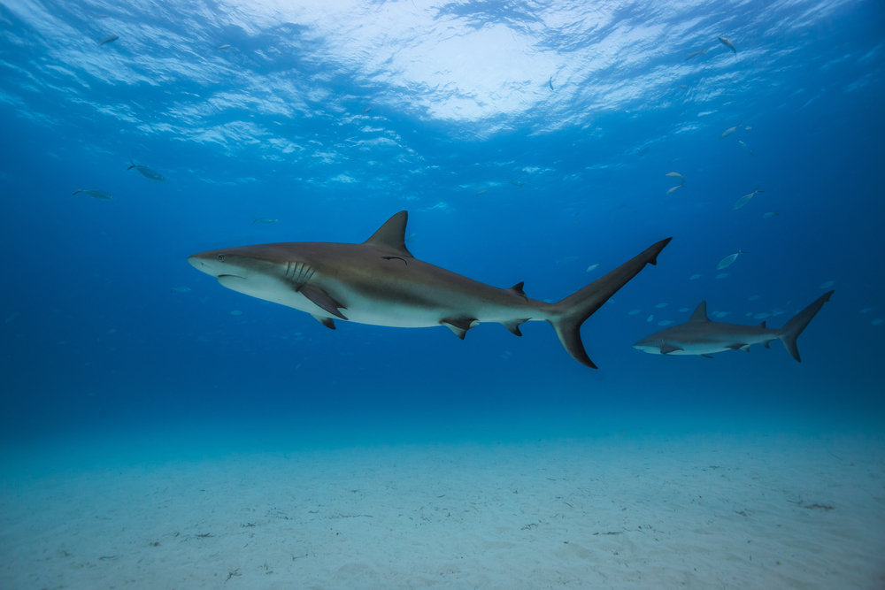 Two Caribbean reef sharks swimming
