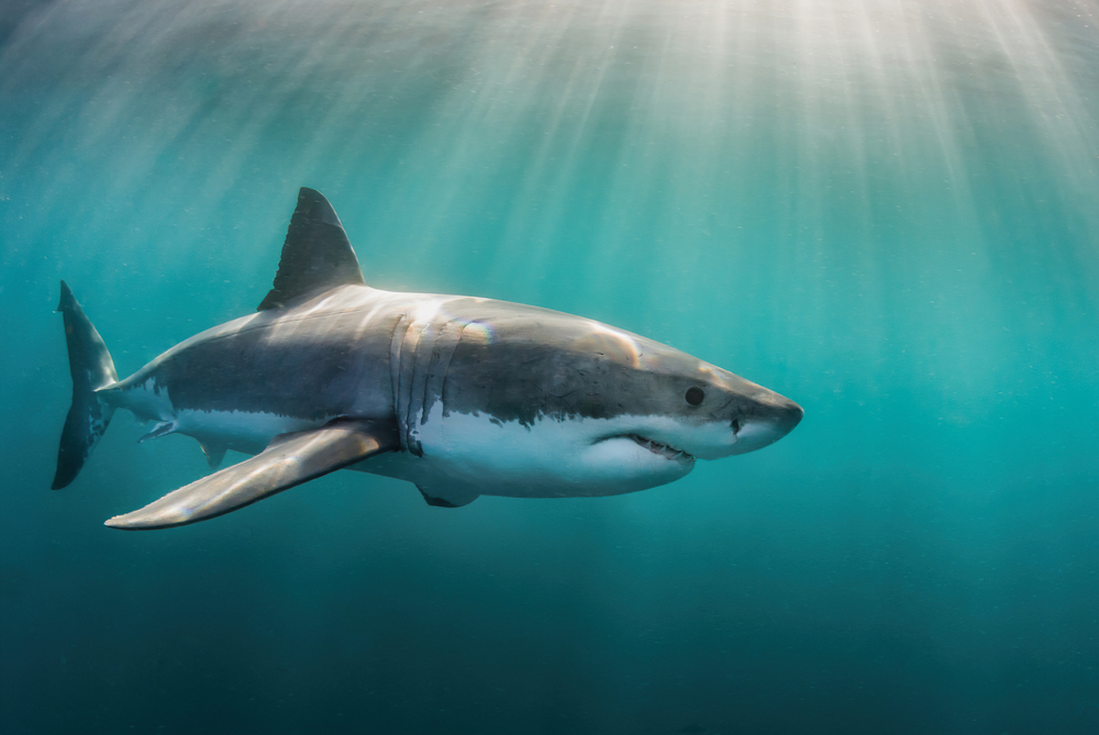 Great white shark underwater