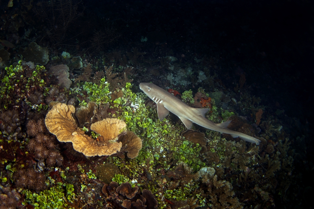 Shark is swimming on the bottom in Indonesian ocean.