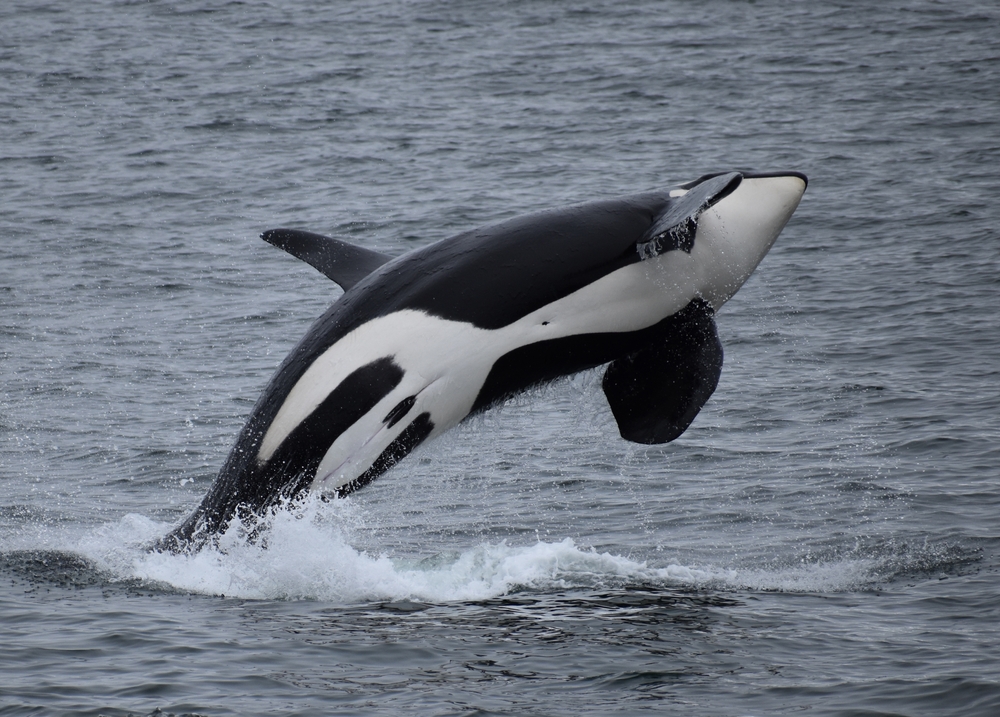 An adult male orca breaching in Resurrection Bay