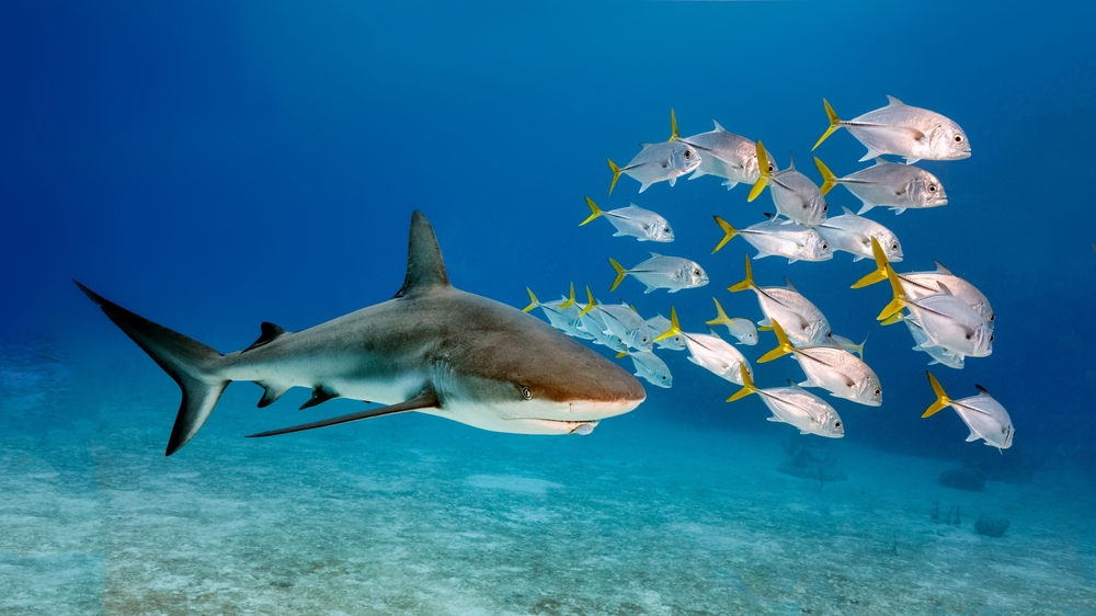 An image of a single Bull shark and smal fishes swimming in the water