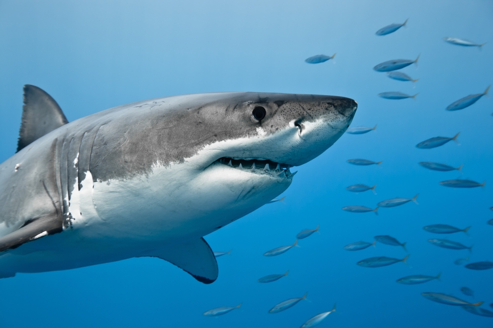 Great white shark, Mackerel Shark