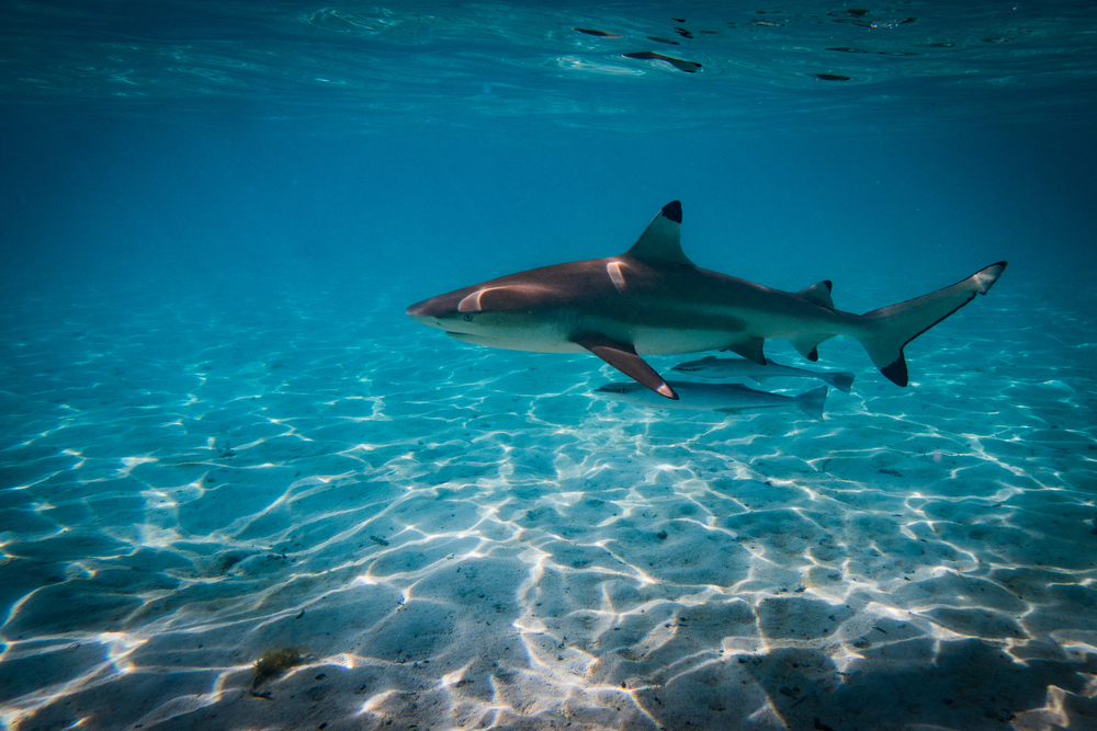 A black tip shark in the lagoon of bora bora