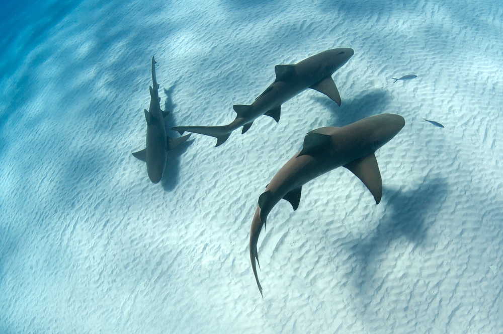 Three Sharks swimming near the bottom of the sea