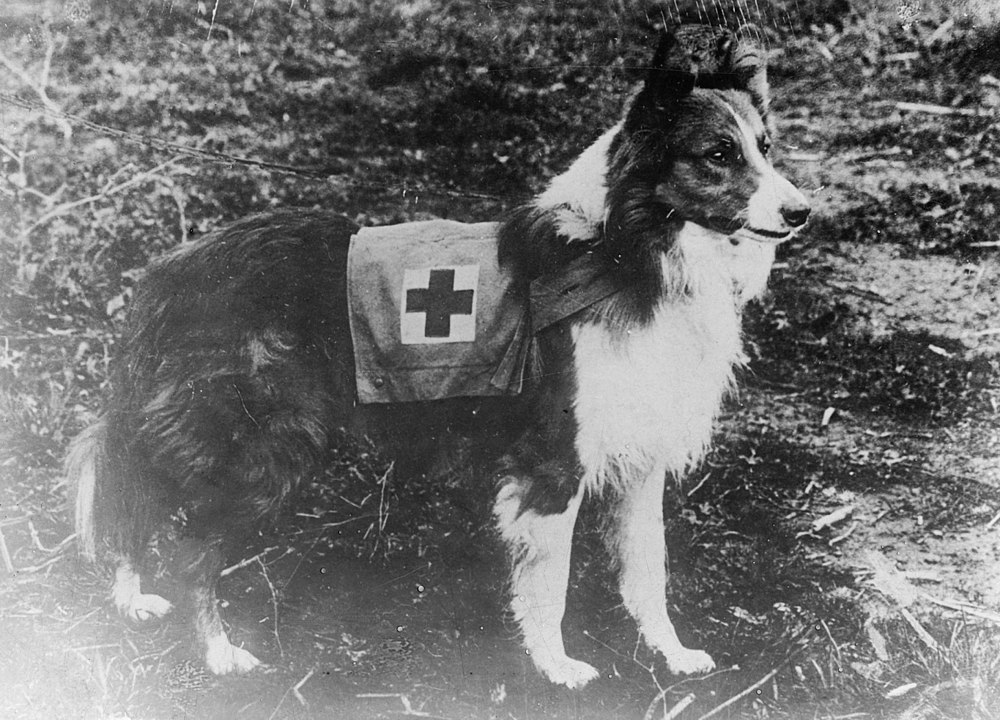 Red Cross Collie