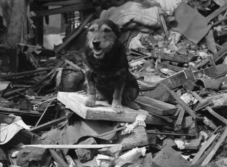 Rip (dog), Second World War search and rescue dog