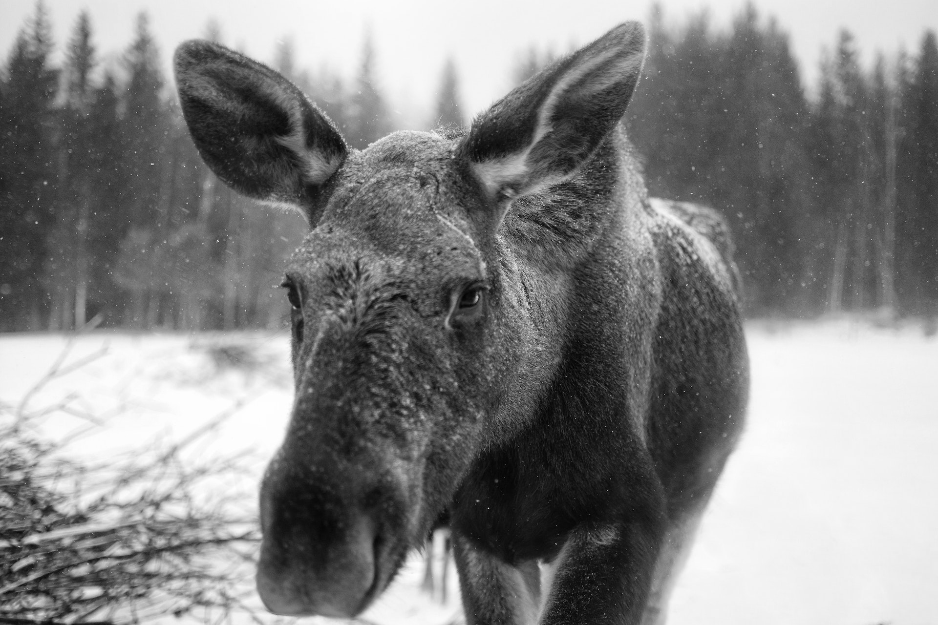 Moose in winter