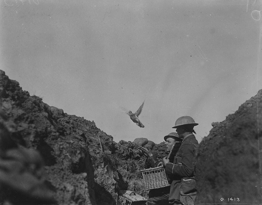 National Pigeon Service during WWII