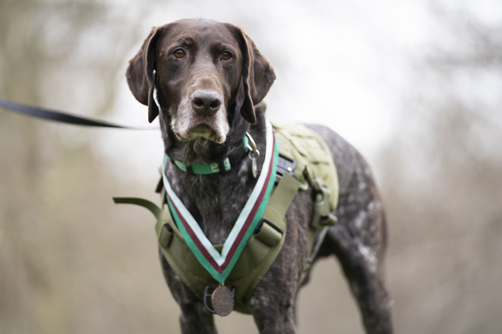 Retired RAF Police sniffer dog, Hertz, in Green Park, central London, with his People's Dispensary for Sick Animals (PDSA) Dickin Medal for valour