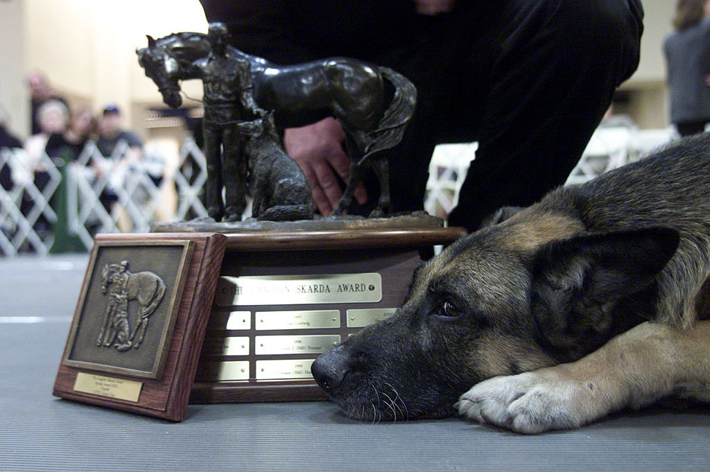 Search and Rescue dog, Apollo from 9/11