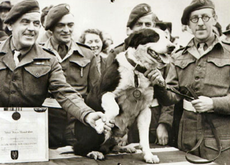 Rob the Collie receiving his Dickin Medal