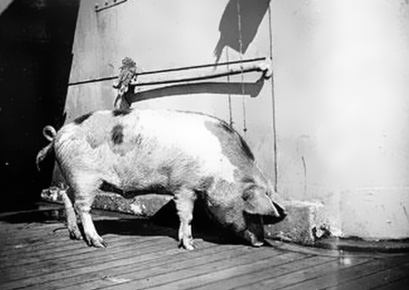 Tirpitz the Pig form ww1