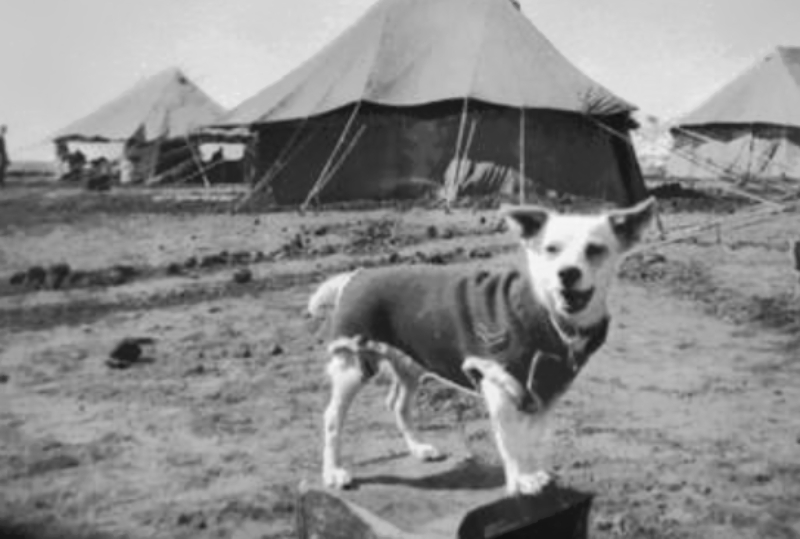 Black & white photo of Horrie the Wog Dog wearing outfit