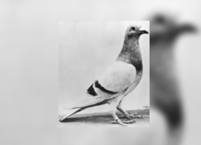 The pigeon William of Orange