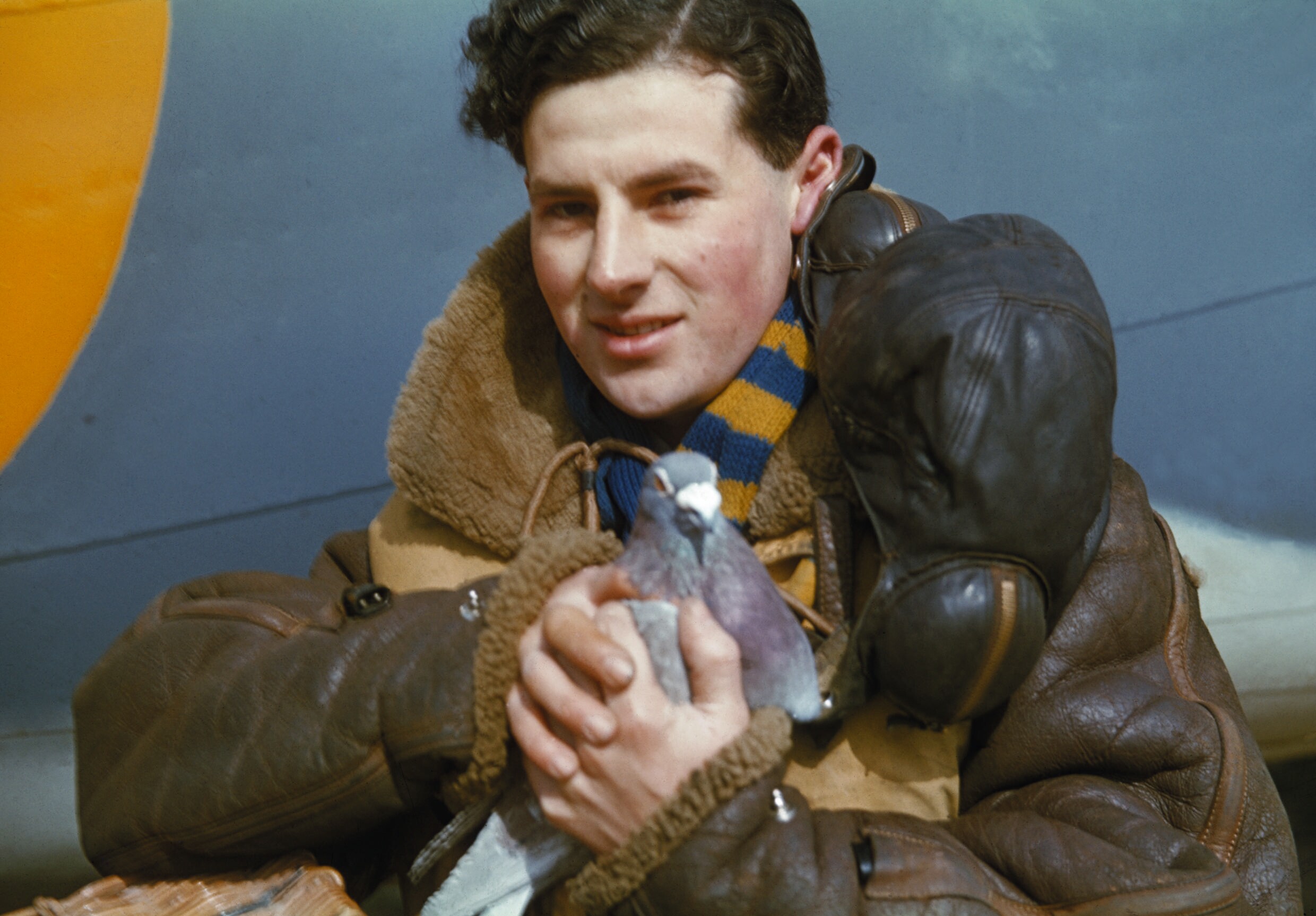pigeon ww2
