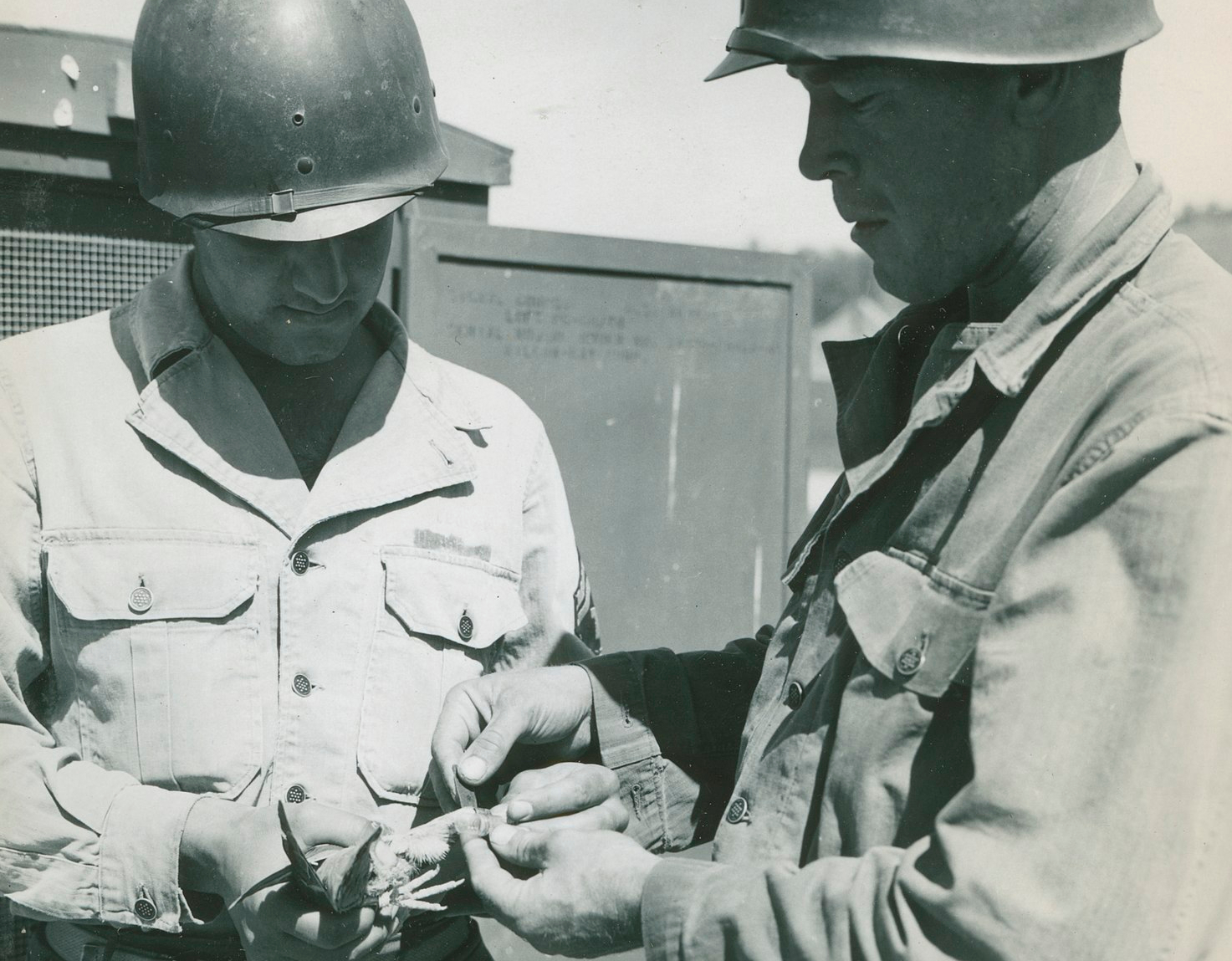 Pigeons in WW2