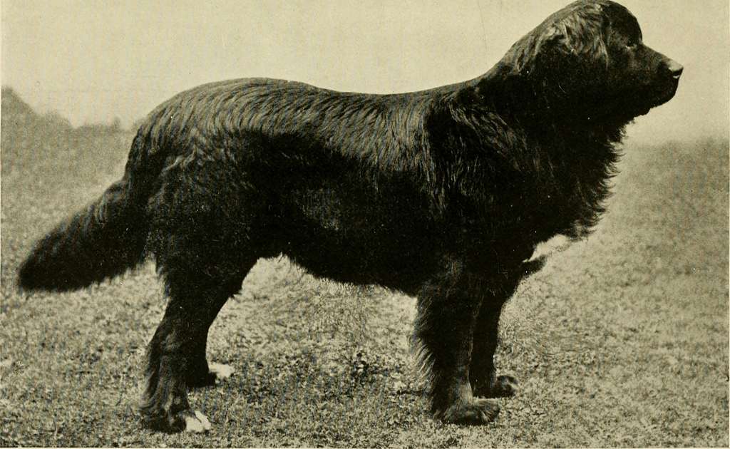 Black  Newfoundland dog