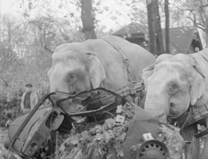 Circus elephants Kiri and Many in WW2