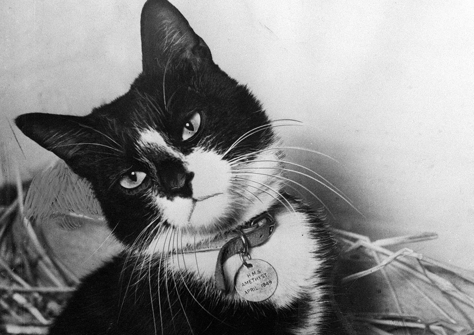 Ships Cat 'Simon' Awarded the Dickin Medal