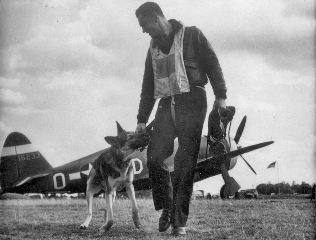 German shepherd dog in WW2