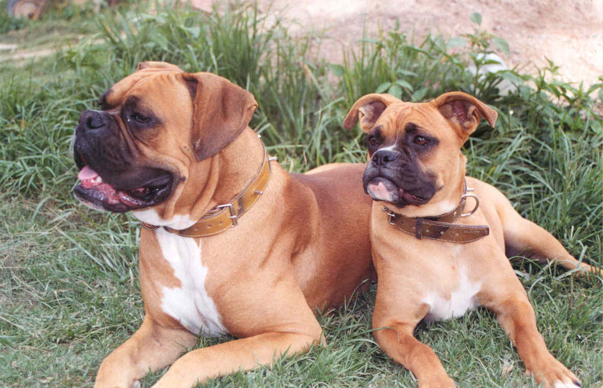 Two boxer dogs