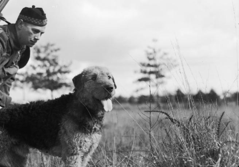 War Dog Training, Britain, C 1940