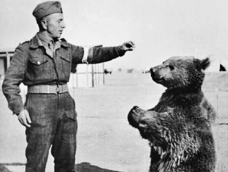Wojtek The Bear in WW2