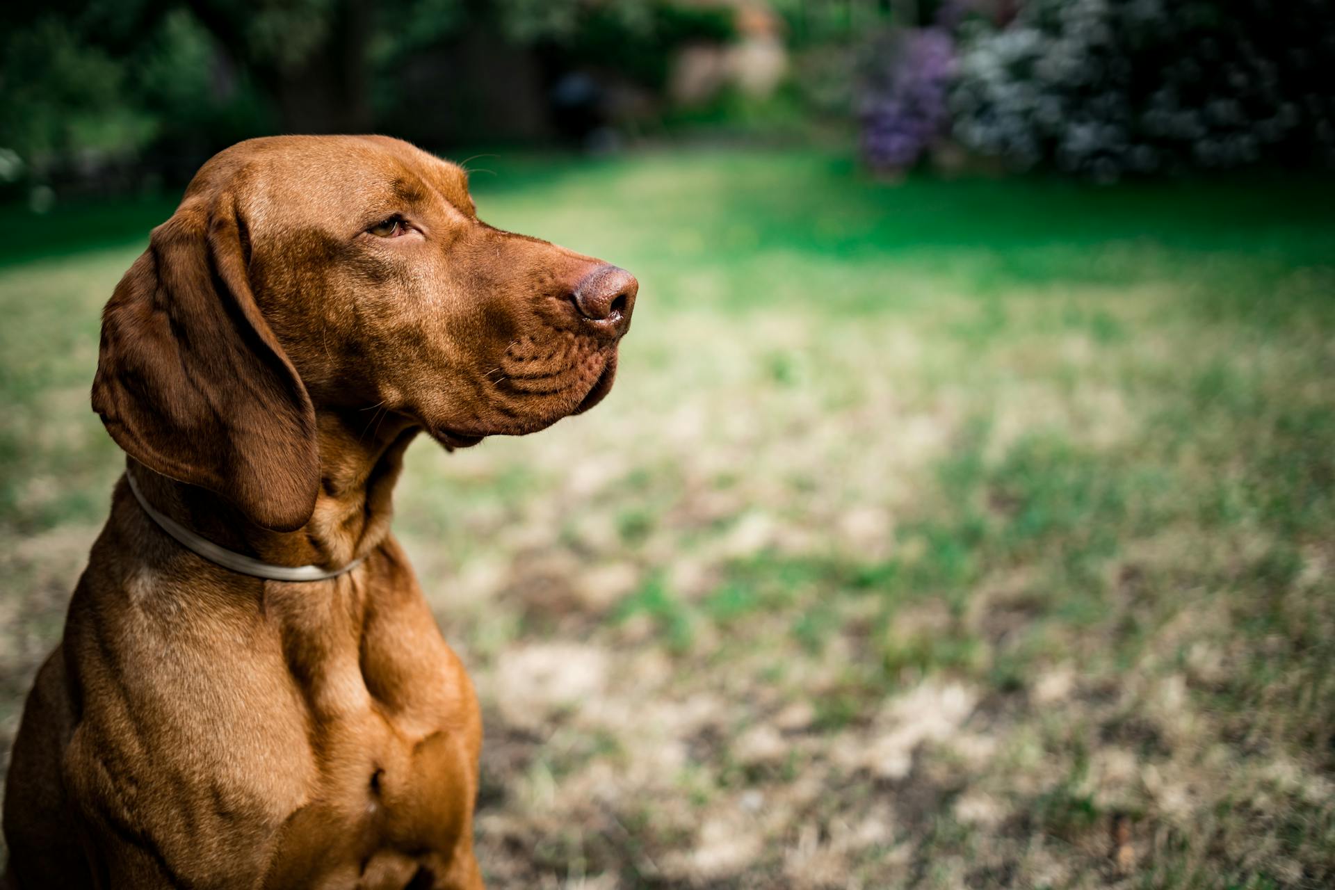 vizsla brown dog outside