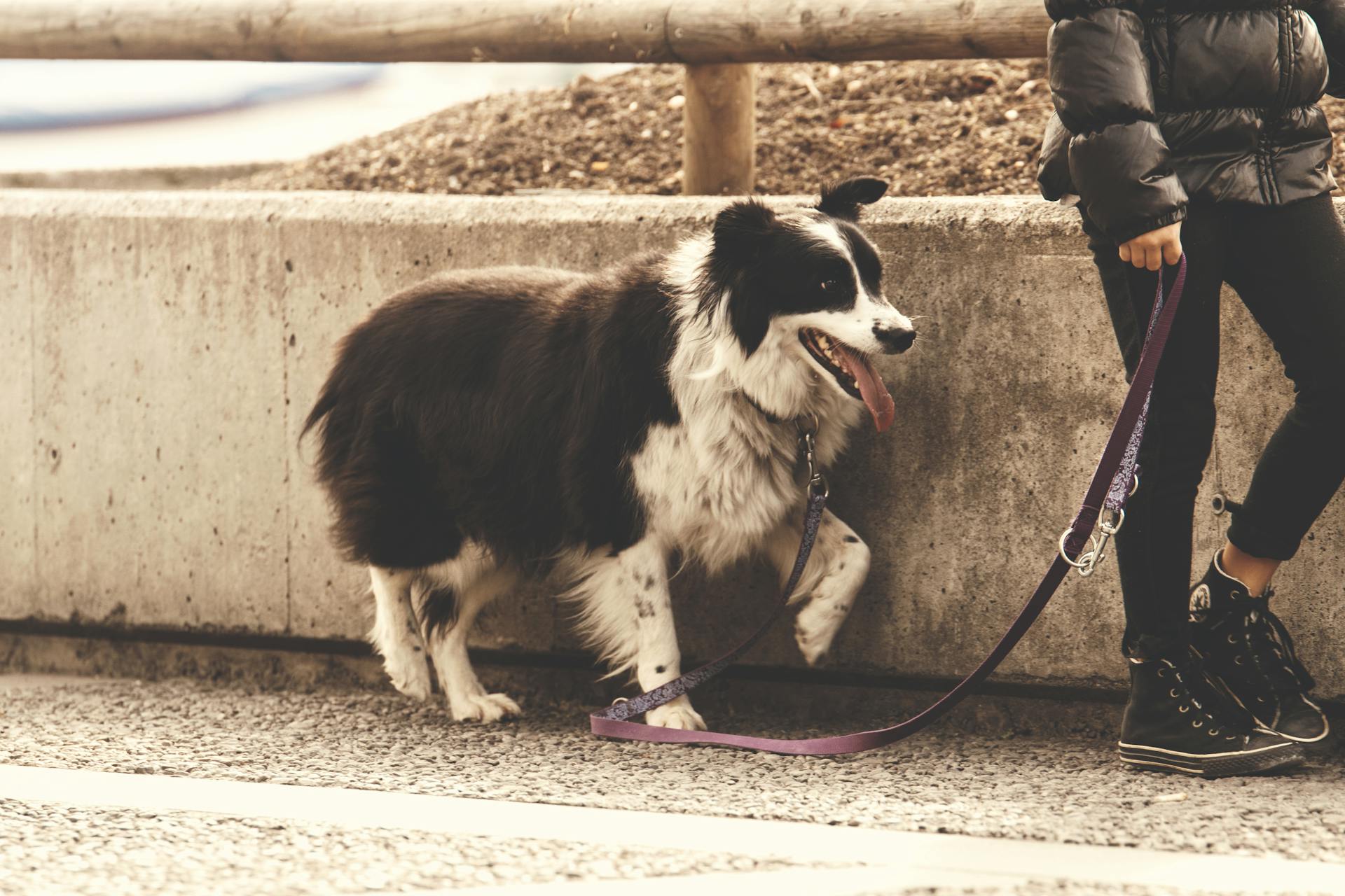 Woman and a dog on a walk