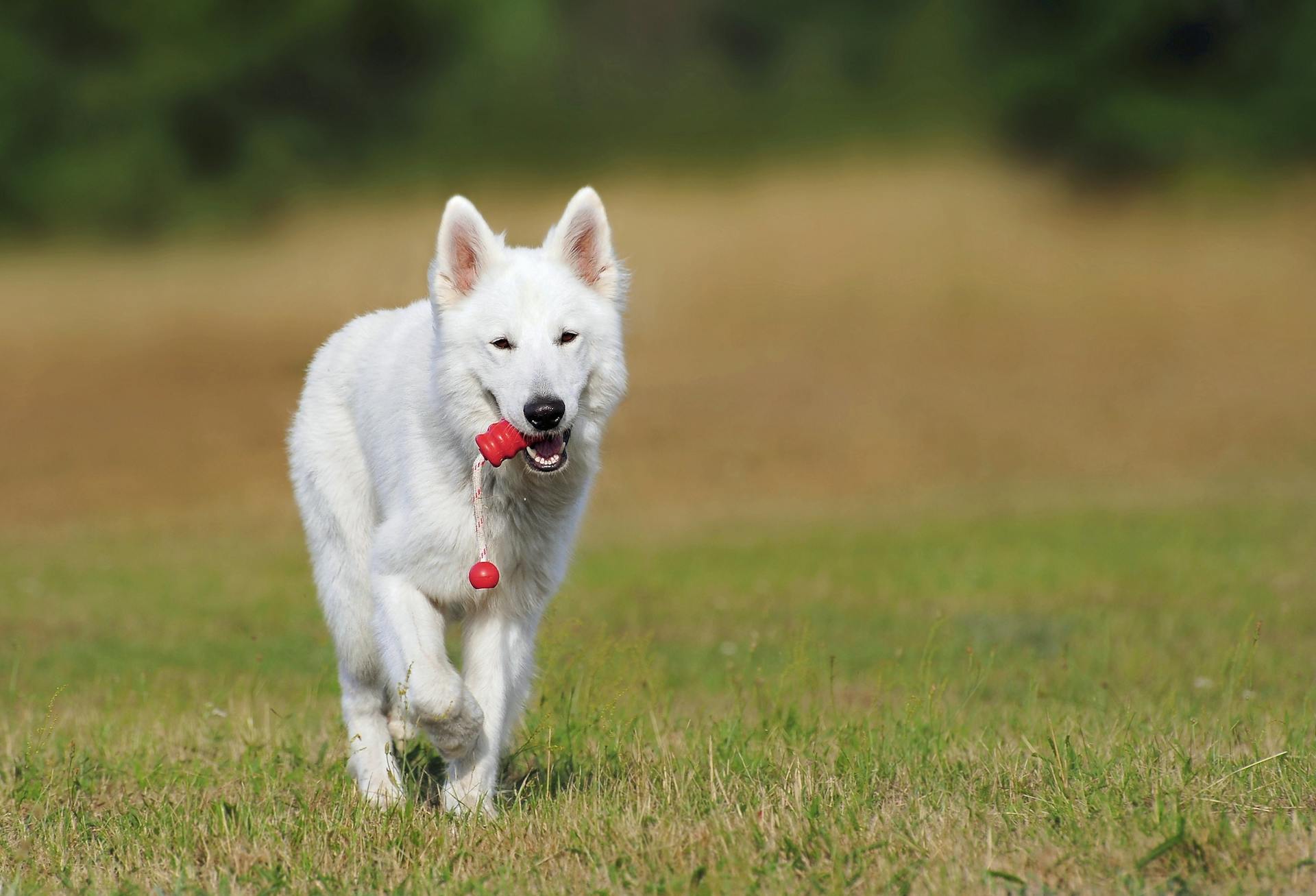 White dog playing outside