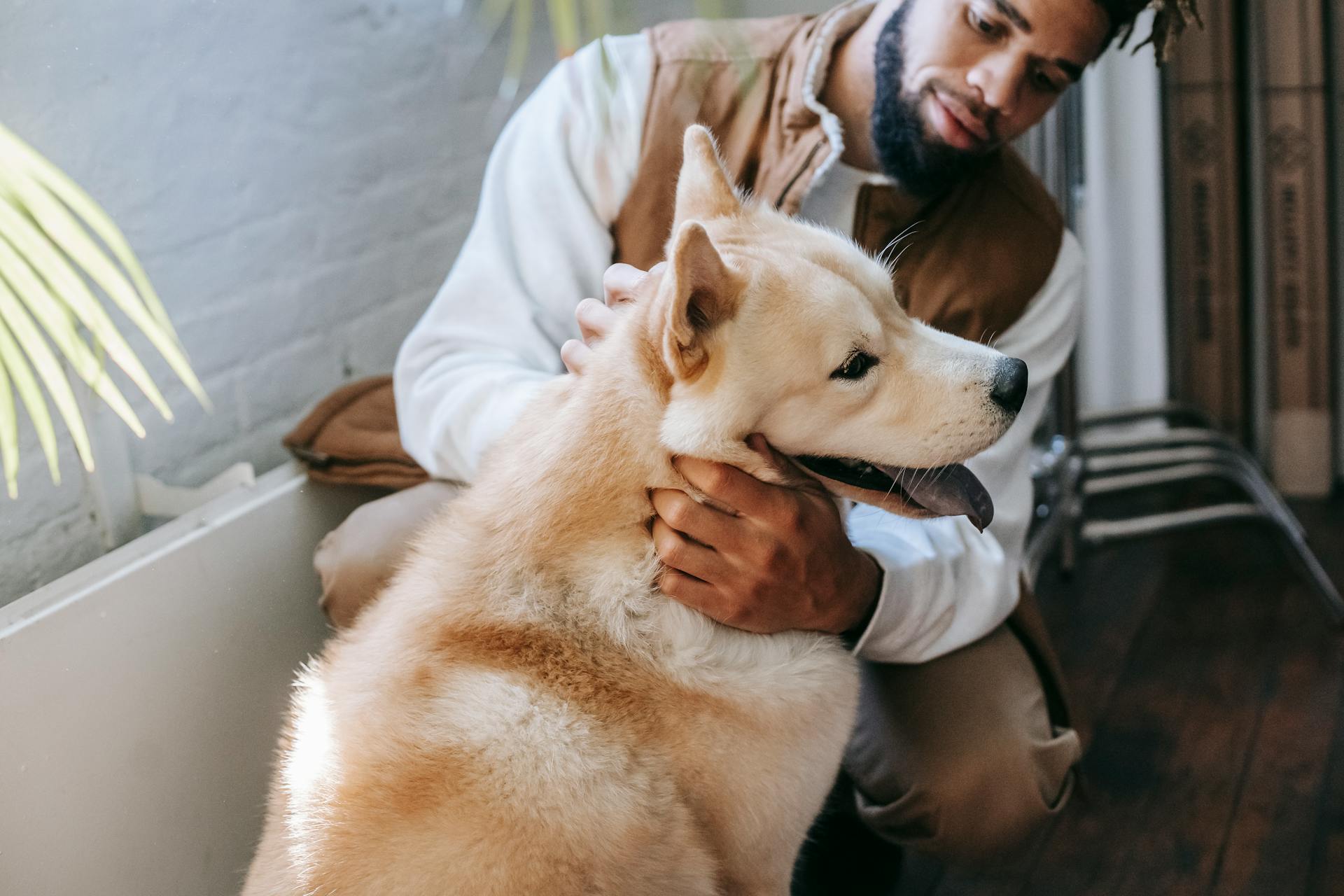 Man petting his white dog