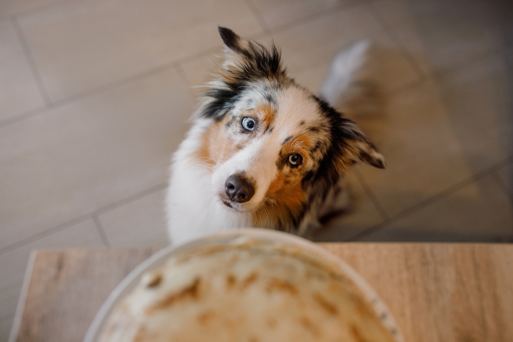 Dog waiting for food