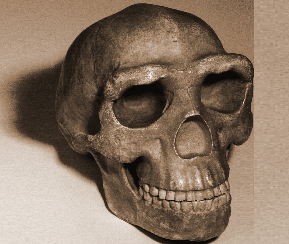 Skull Peking Man - 2005