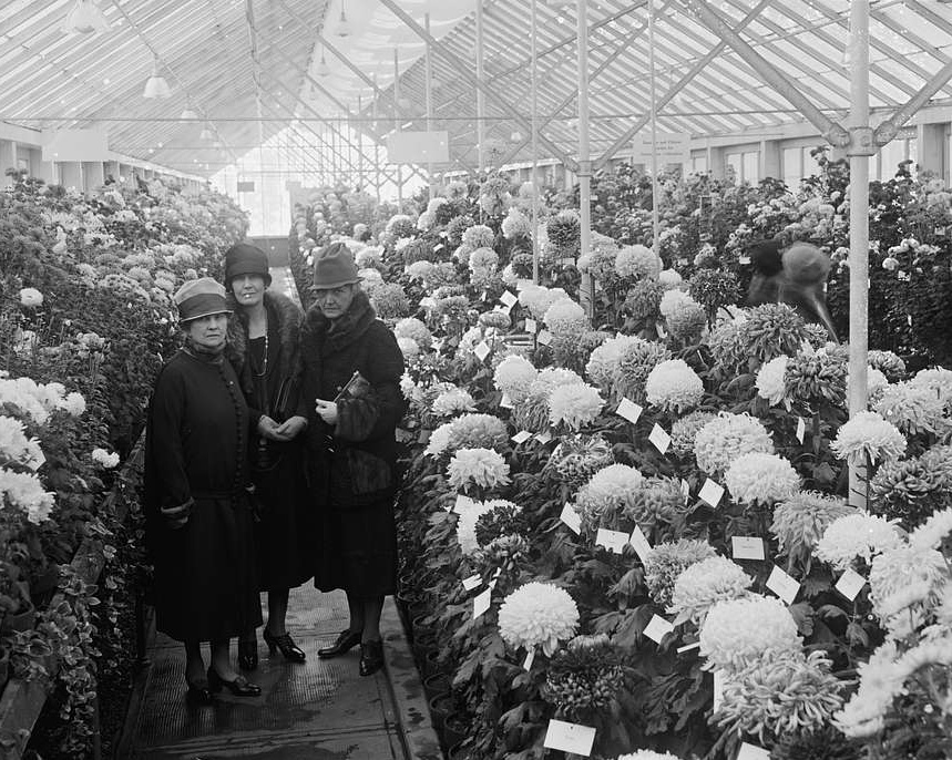 Mrs. Kellogg, Mrs. Jardine, Mrs. New, Chrysanthemum Show